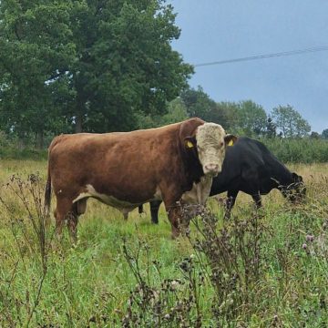 Landsbygden ska utvecklas inte avvecklas
