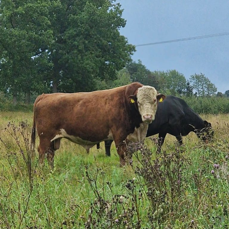 Landsbygden – hjärtat i vår beredskap
